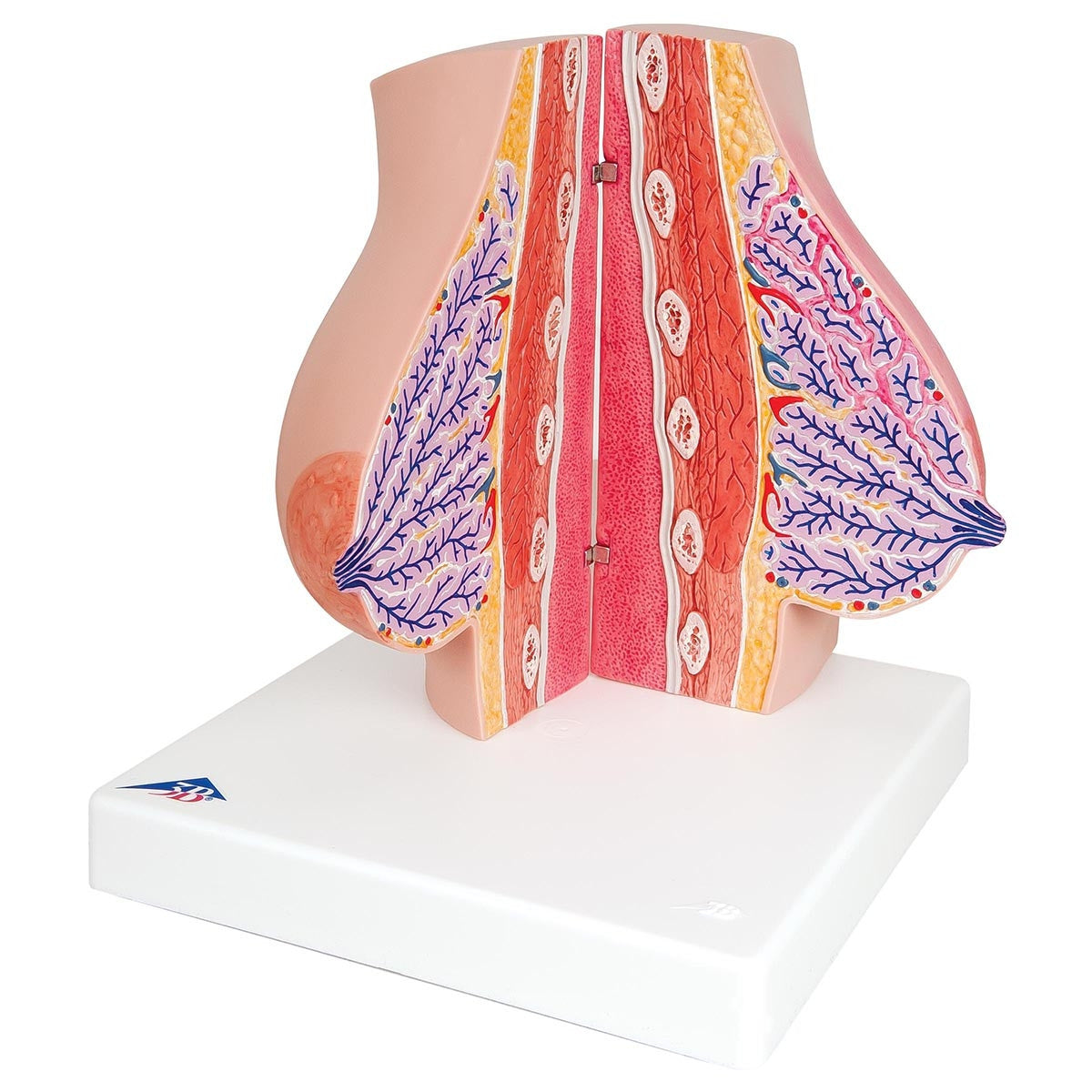 Breast Pathology Model