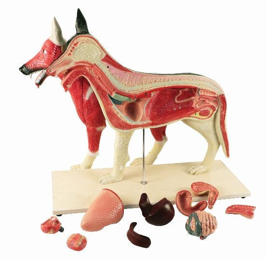 Large Dog Anatomy Model (11 part)