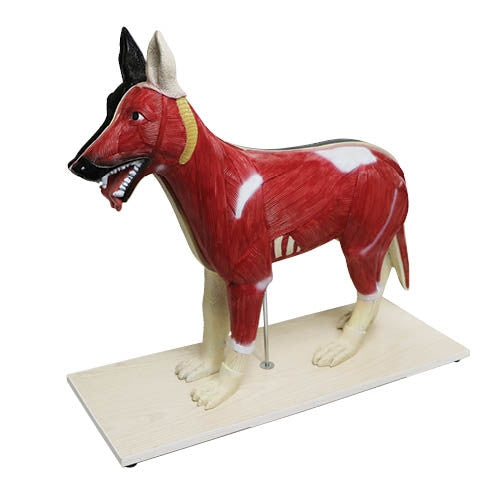 Large Dog Anatomy Model (11 part)
