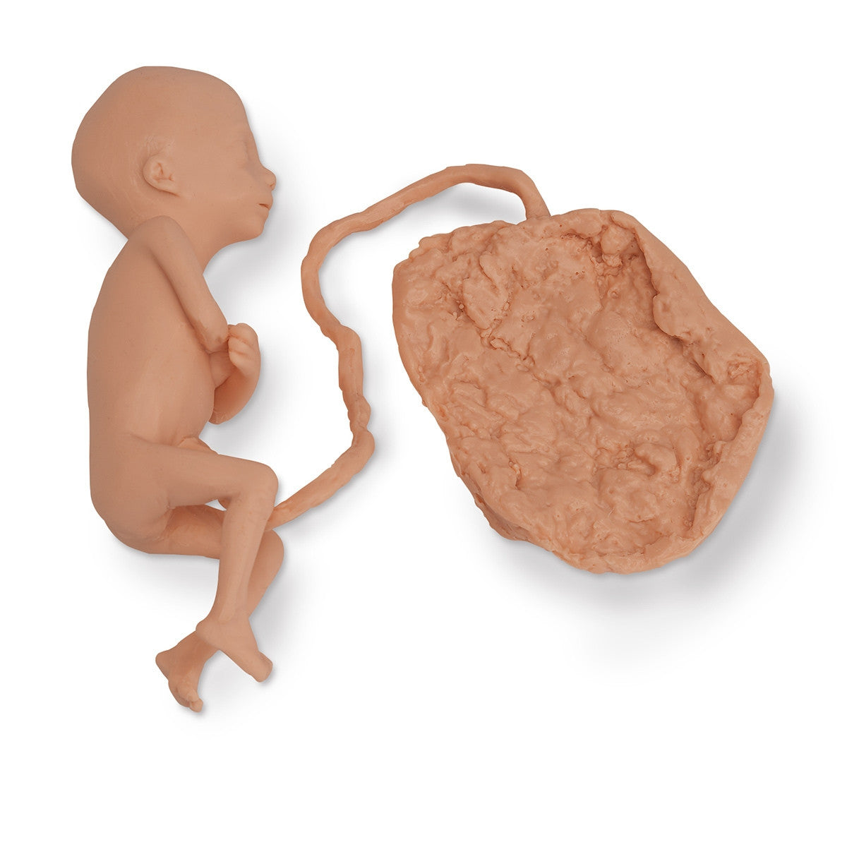 Foetus Model (5 months, Female)
