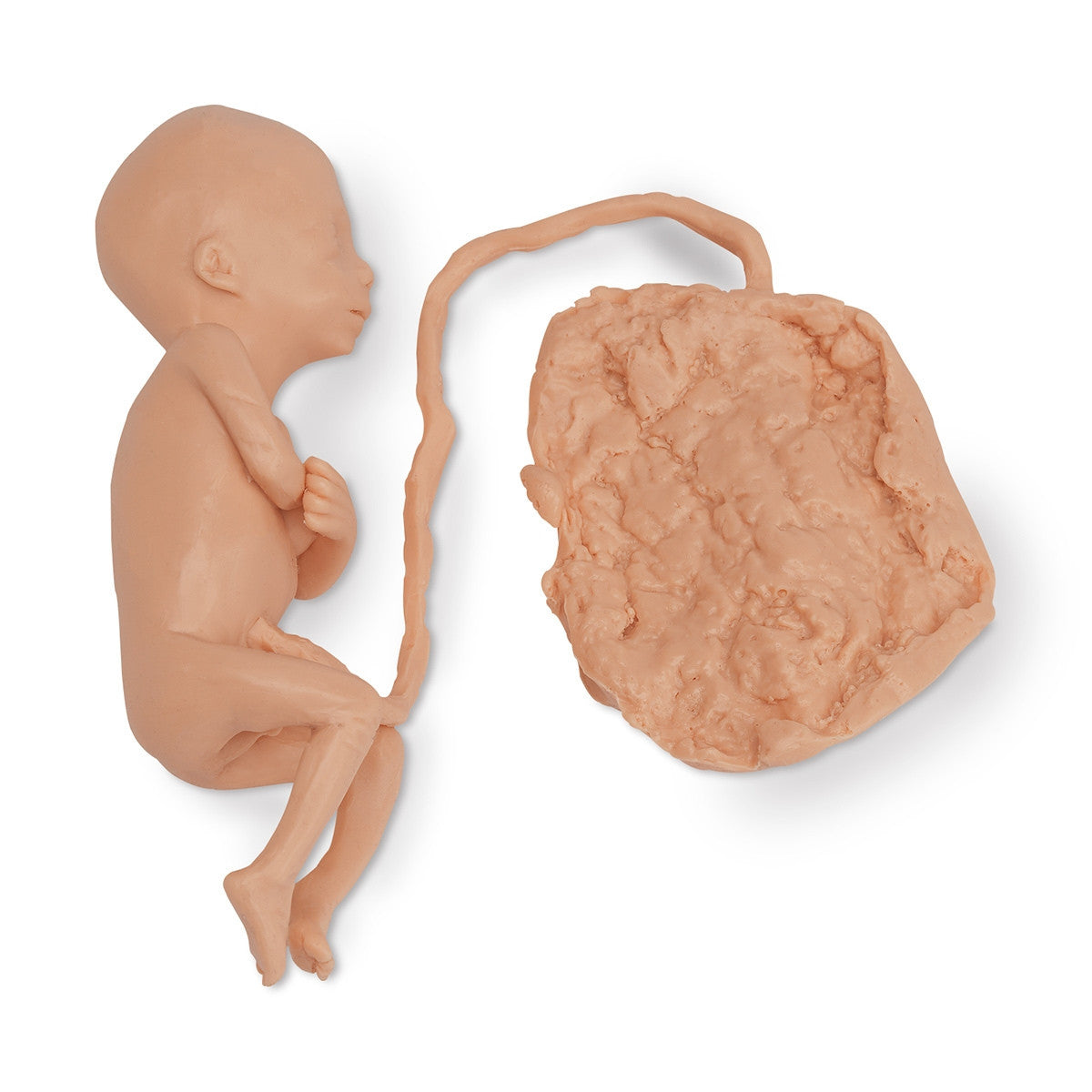 Foetus Model (5 months, Male)