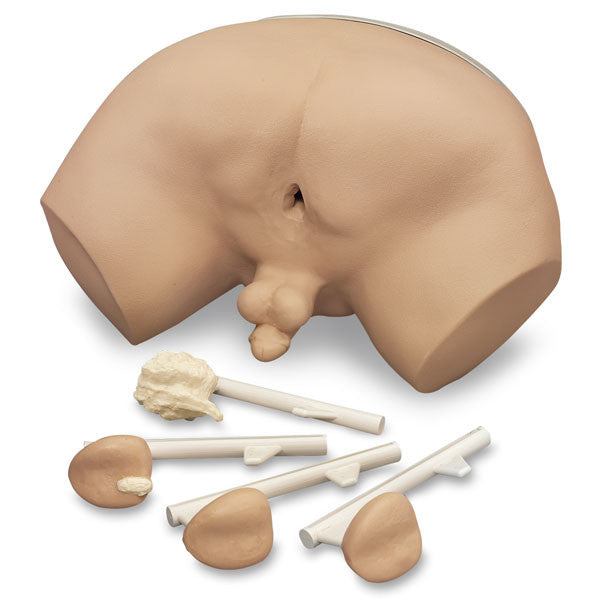 Prostate Examination Simulator With Four Interchangeable Prostate Glands. Stage A Gland, Stage B Gland, Stage C Gland and Stage D Gland