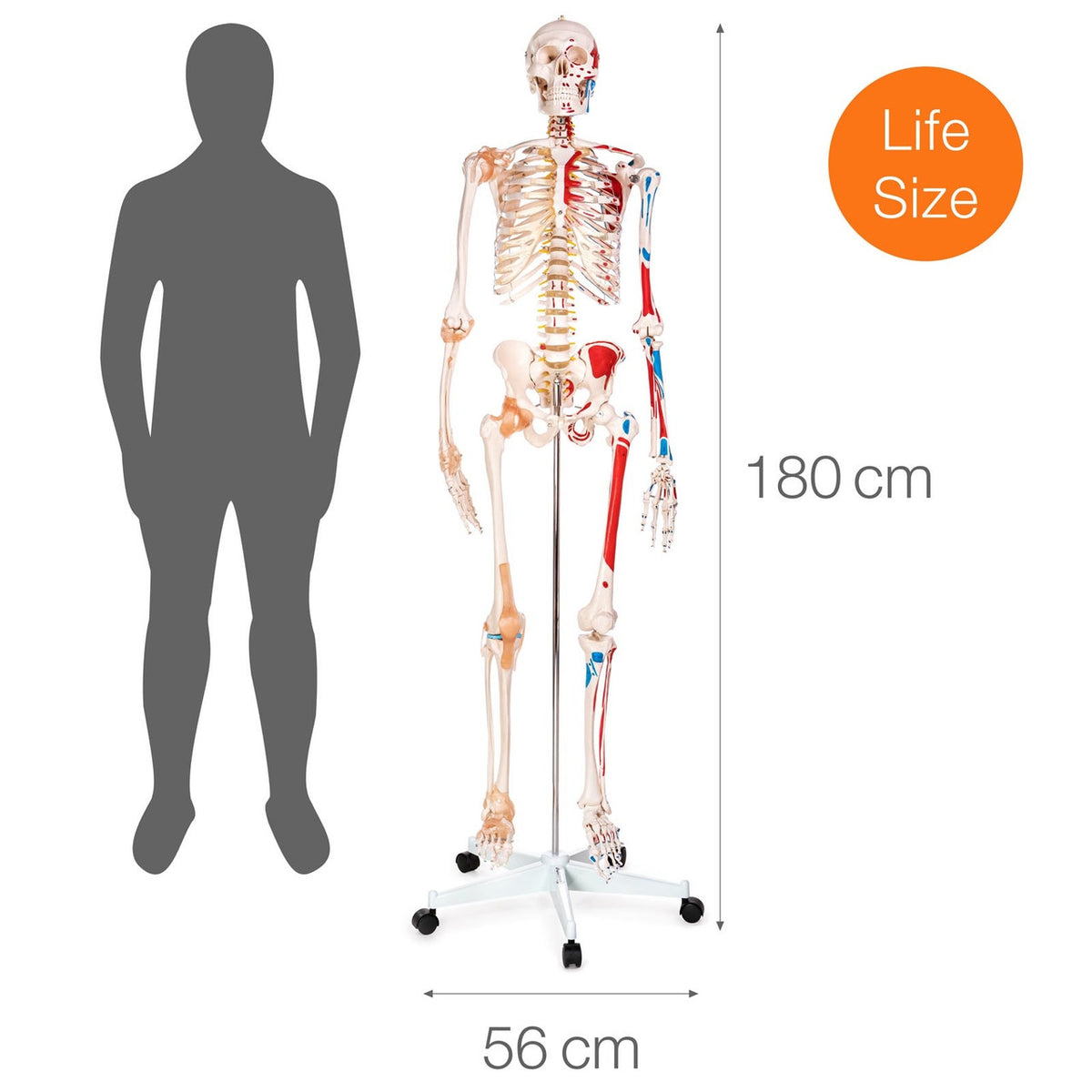 Budget Skeleton Model with Ligaments and Muscles XC-101A | AnatomyStuff ...