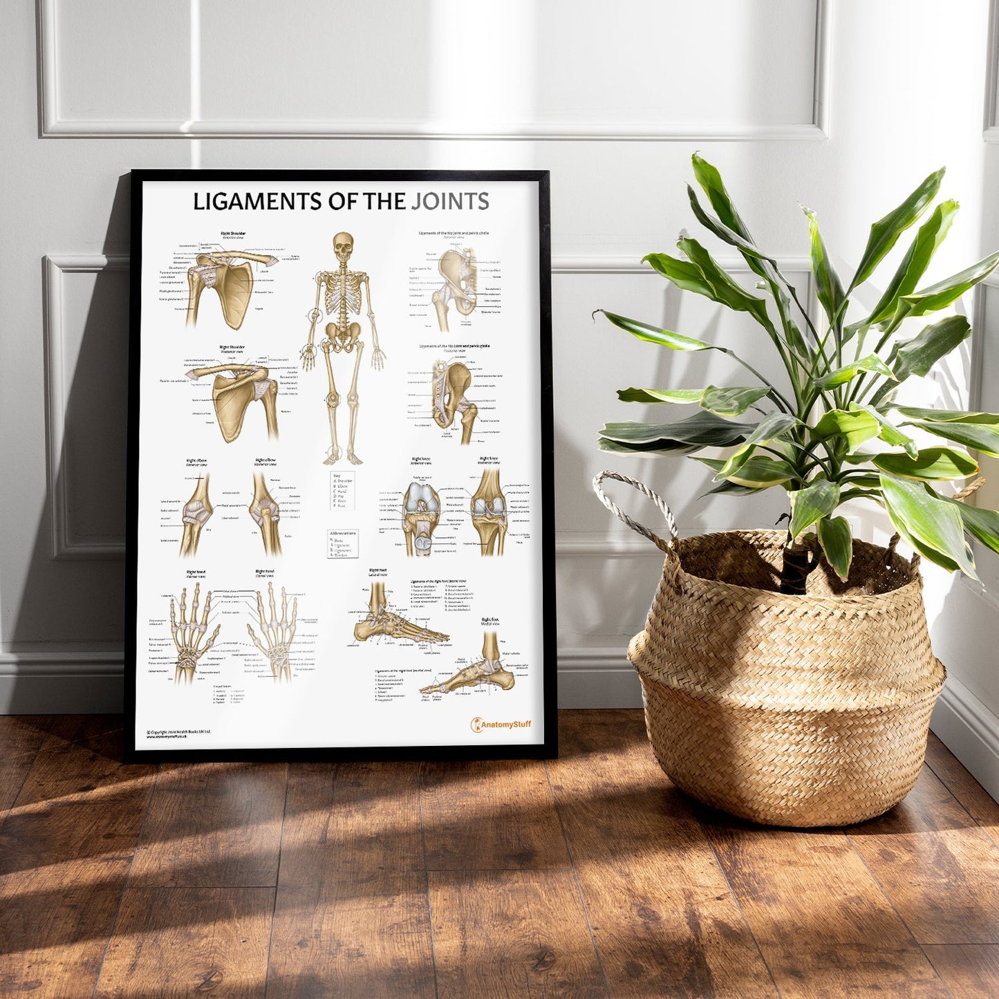 Ligaments of the Joints Chart / Poster - Part of Collection