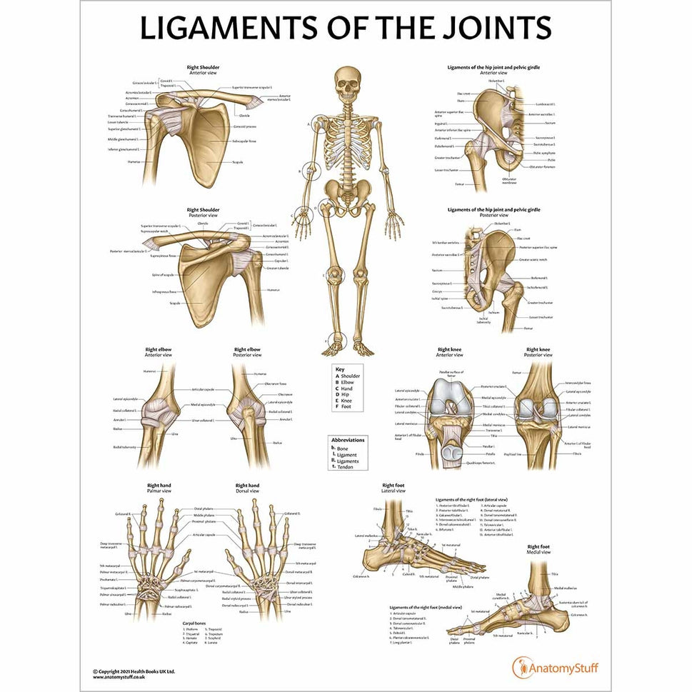 Skeleton Anatomy Collection