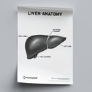 Switch Liver Anatomy Poster PDF 2 image