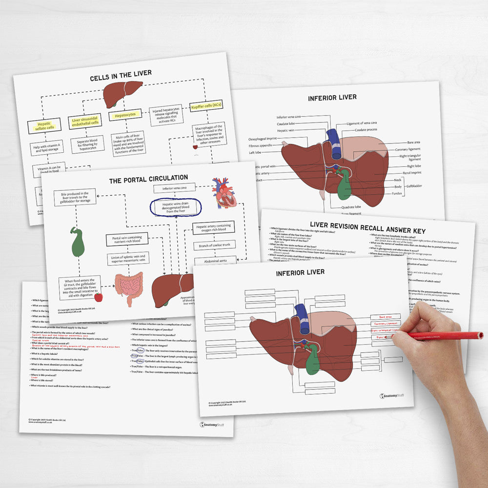 Liver Anatomy Revision Worksheets (Interactive & Printable PDFs)