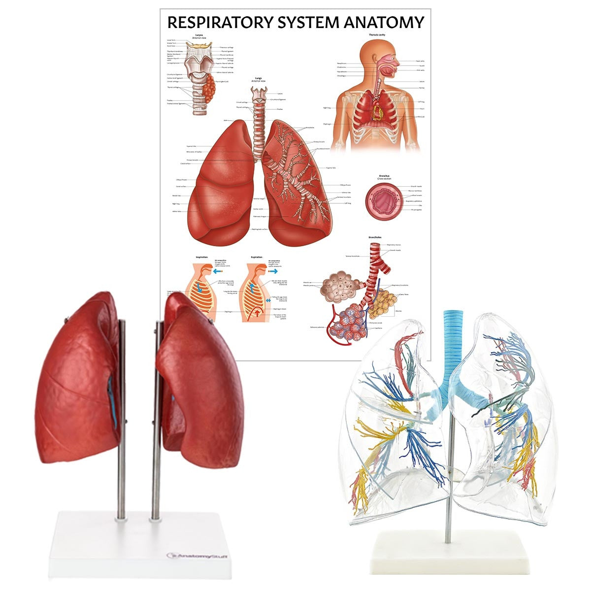 Lung Anatomy Collection