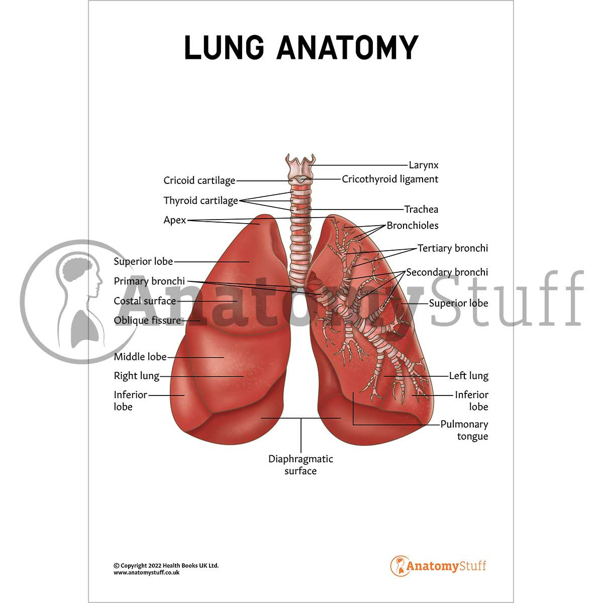 Lung Anatomy Poster / Worksheet - Digital Download