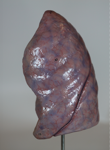 Lungs Model