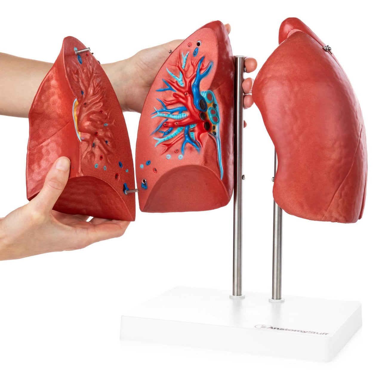 he right hand side model presents a cross section of the human lung