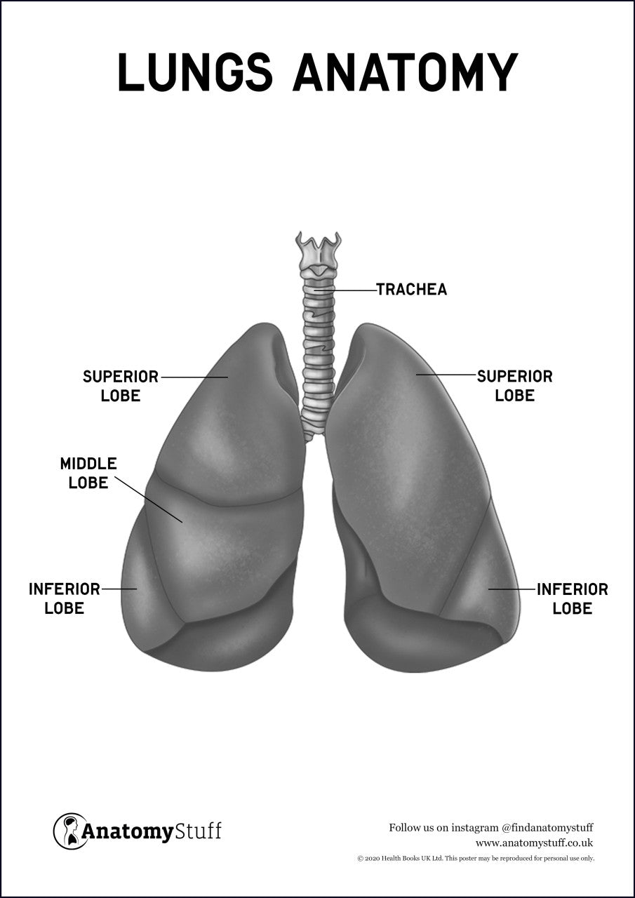 Lungs Anatomy Poster PDF