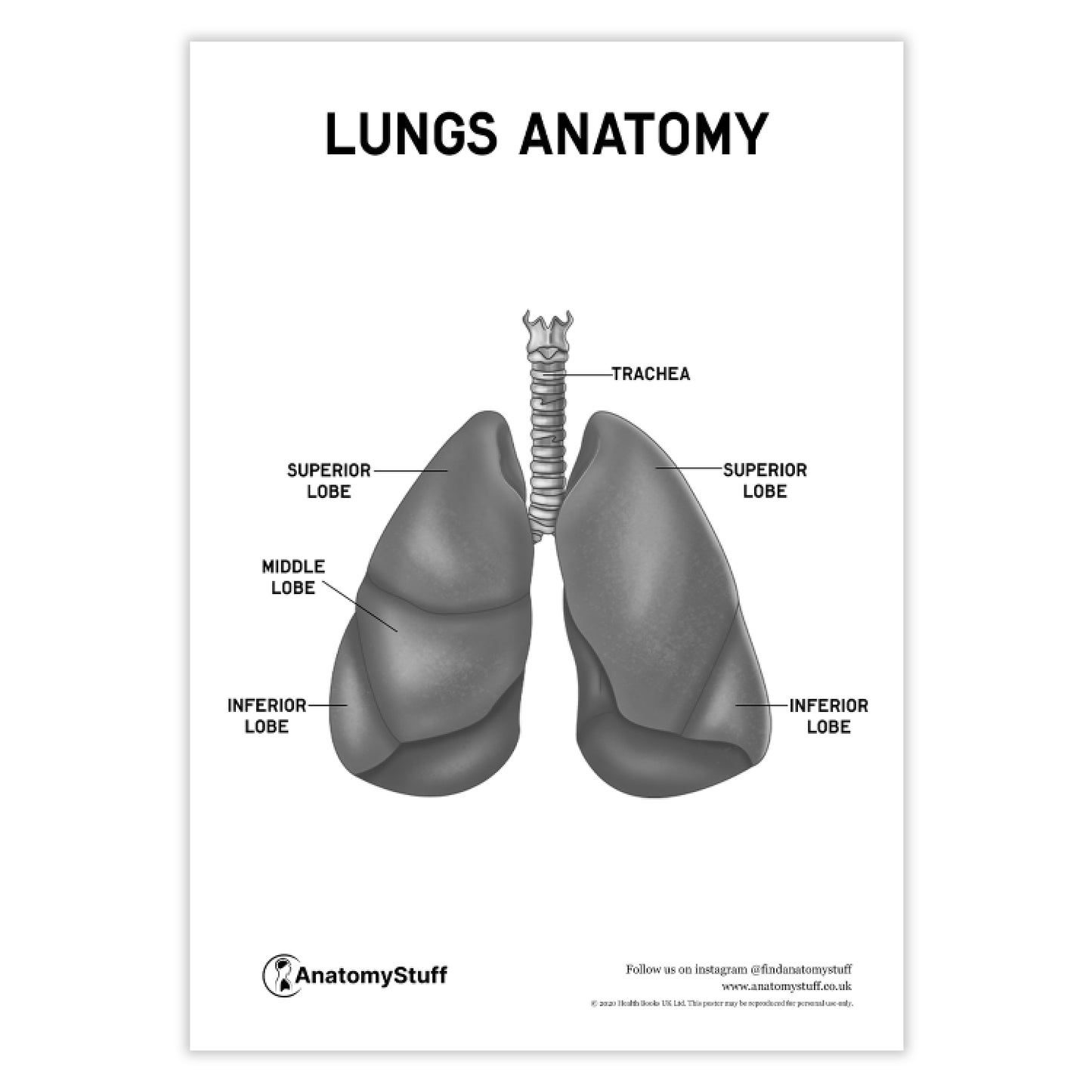 Lungs Anatomy Poster PDF