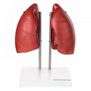 Switch Lung Model 3 image