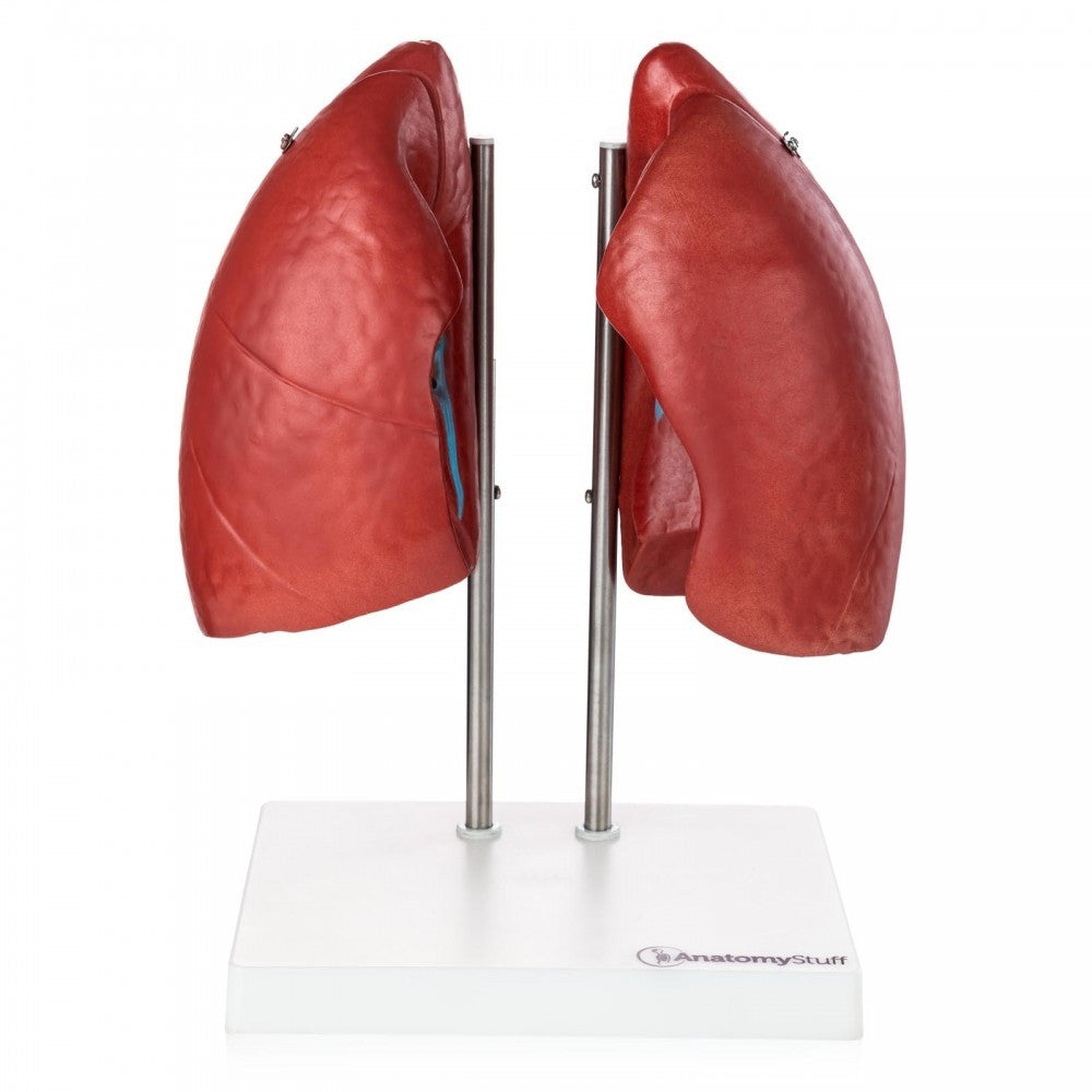Lung Anatomy Collection