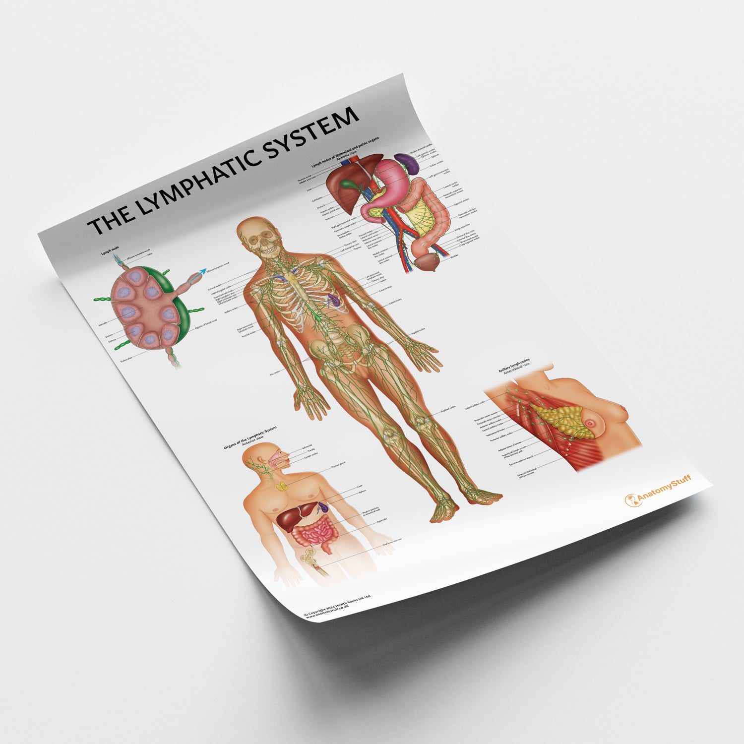 Lymphatic System Anatomy Chart / Poster