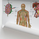 Switch Lymphatic System Anatomy Chart / Poster 2 image