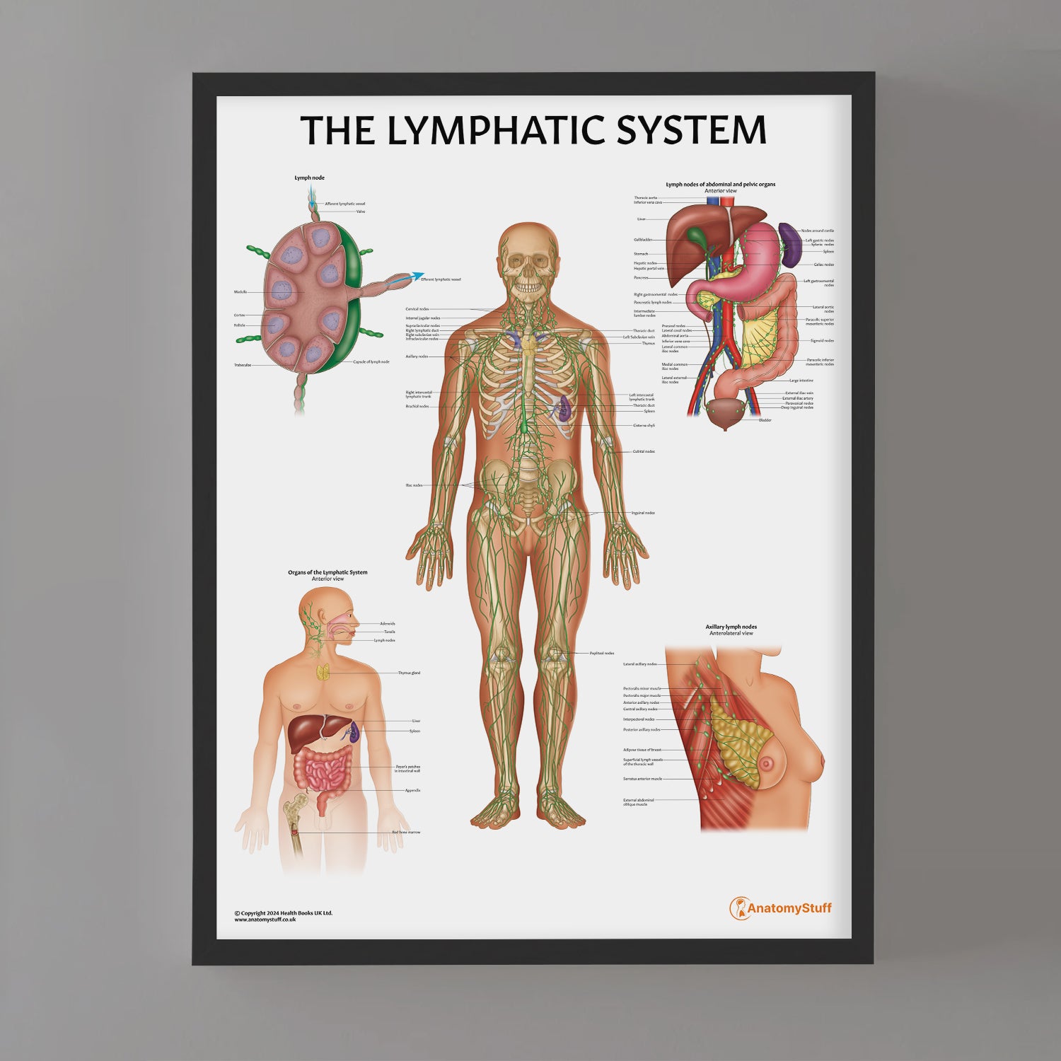 Lymphatic System Anatomy Chart / Poster