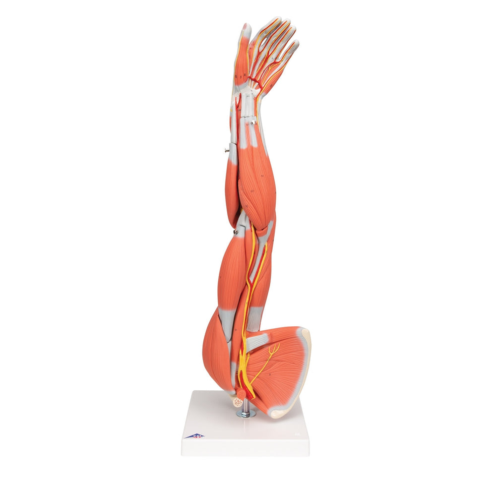 Arm Muscle Model M10 / 1000015 | Arm Musculature Anatomy | 3B ...