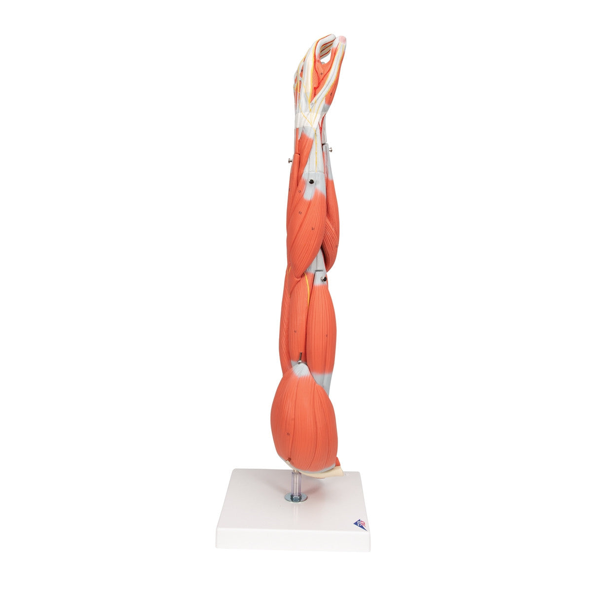 Arm Muscle Model M10 / 1000015 | Arm Musculature Anatomy | 3B ...