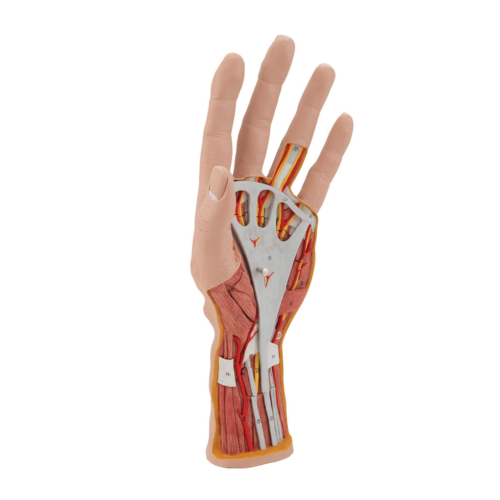 Hand Structor Internal Hand Structure Model (3 part) M18 / 1000349 | Hand Anatomy ...