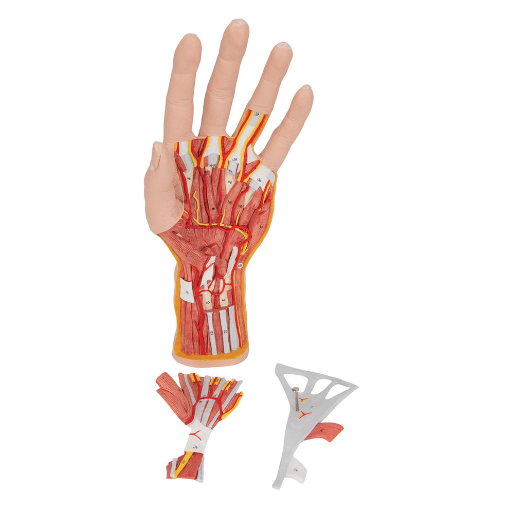 Hand Structor Internal Hand Structure Model (3 part) M18 / 1000349 | Hand Anatomy ...