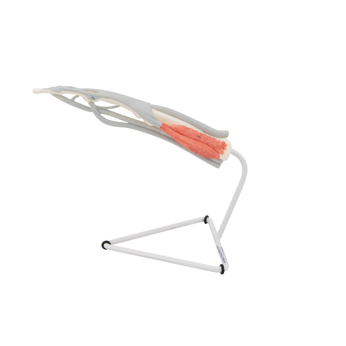 Internal Finger Structure Model