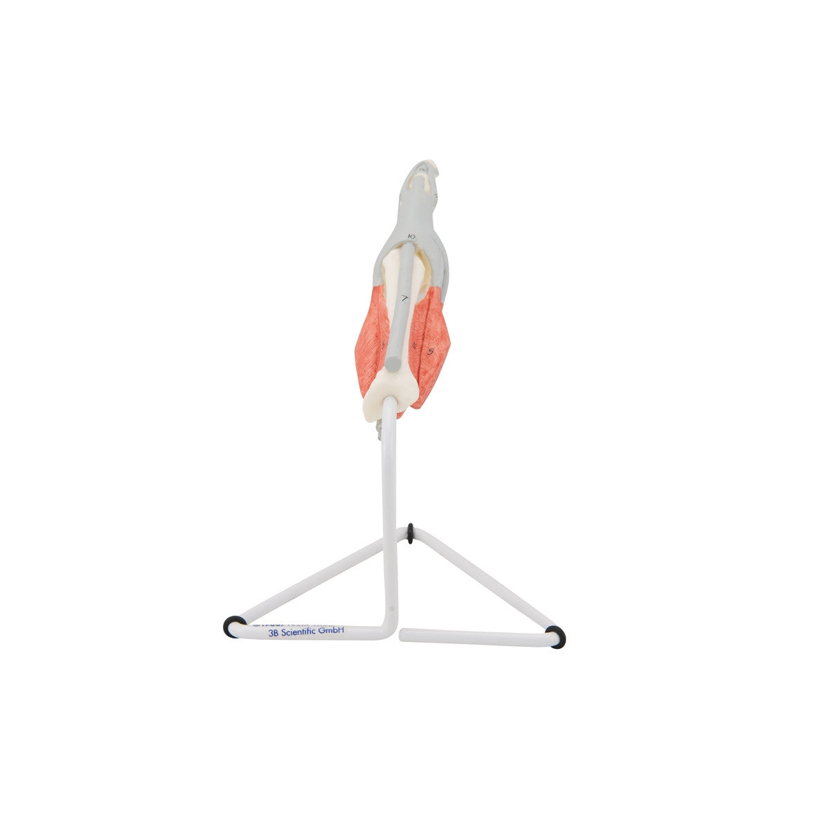 Internal Finger Structure Model