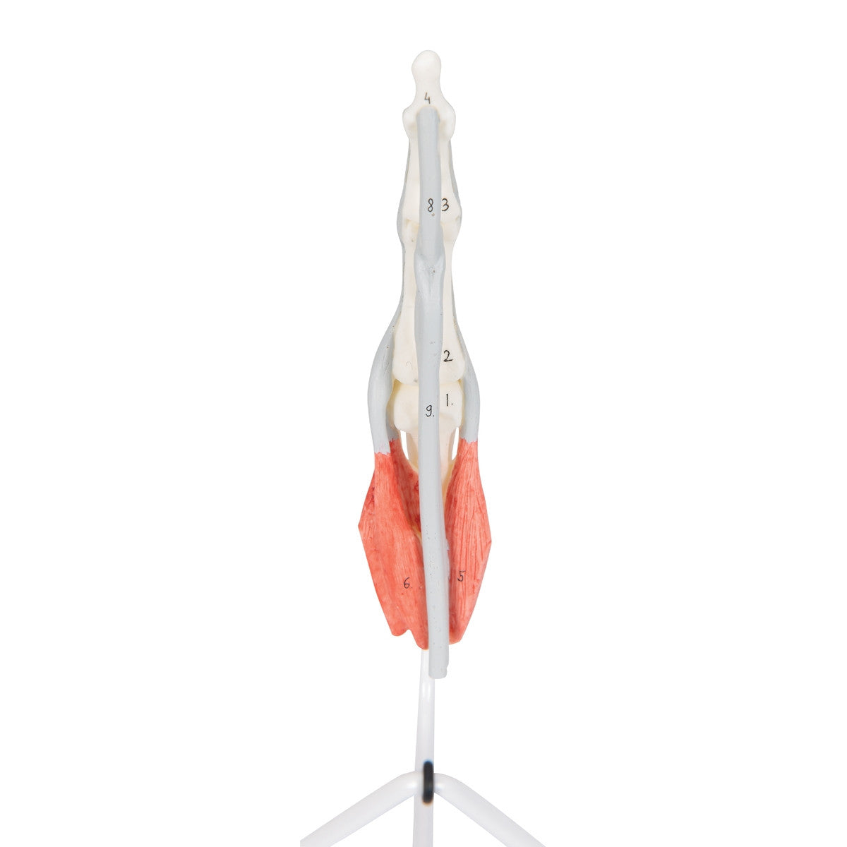 Internal Finger Structure Model