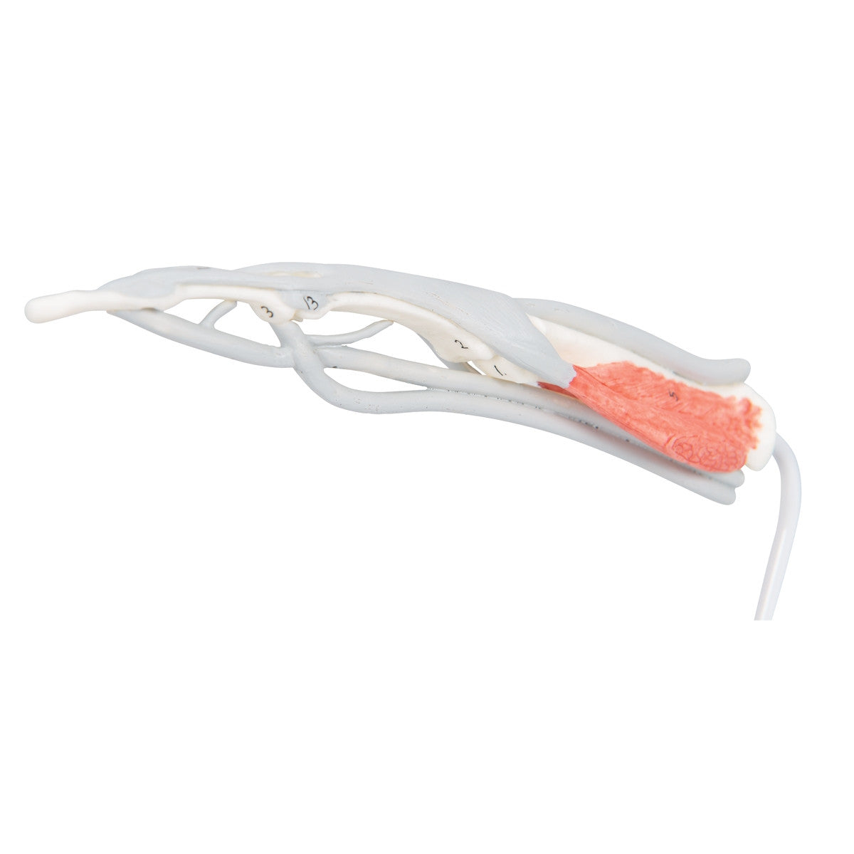 Internal Finger Structure Model