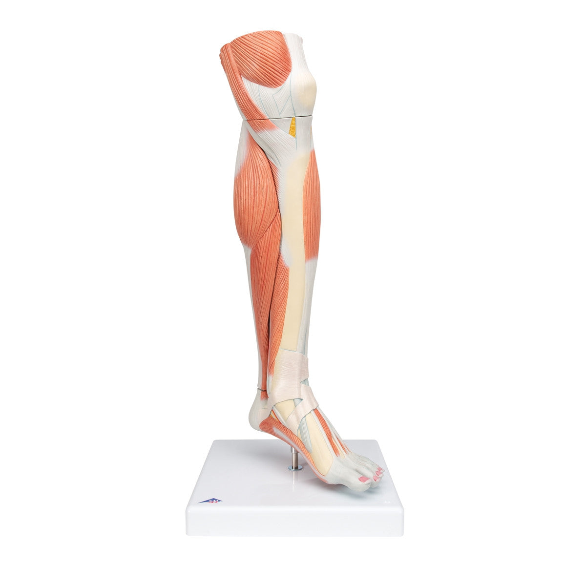 Lower Muscled Leg with Knee (3 part) 1000353