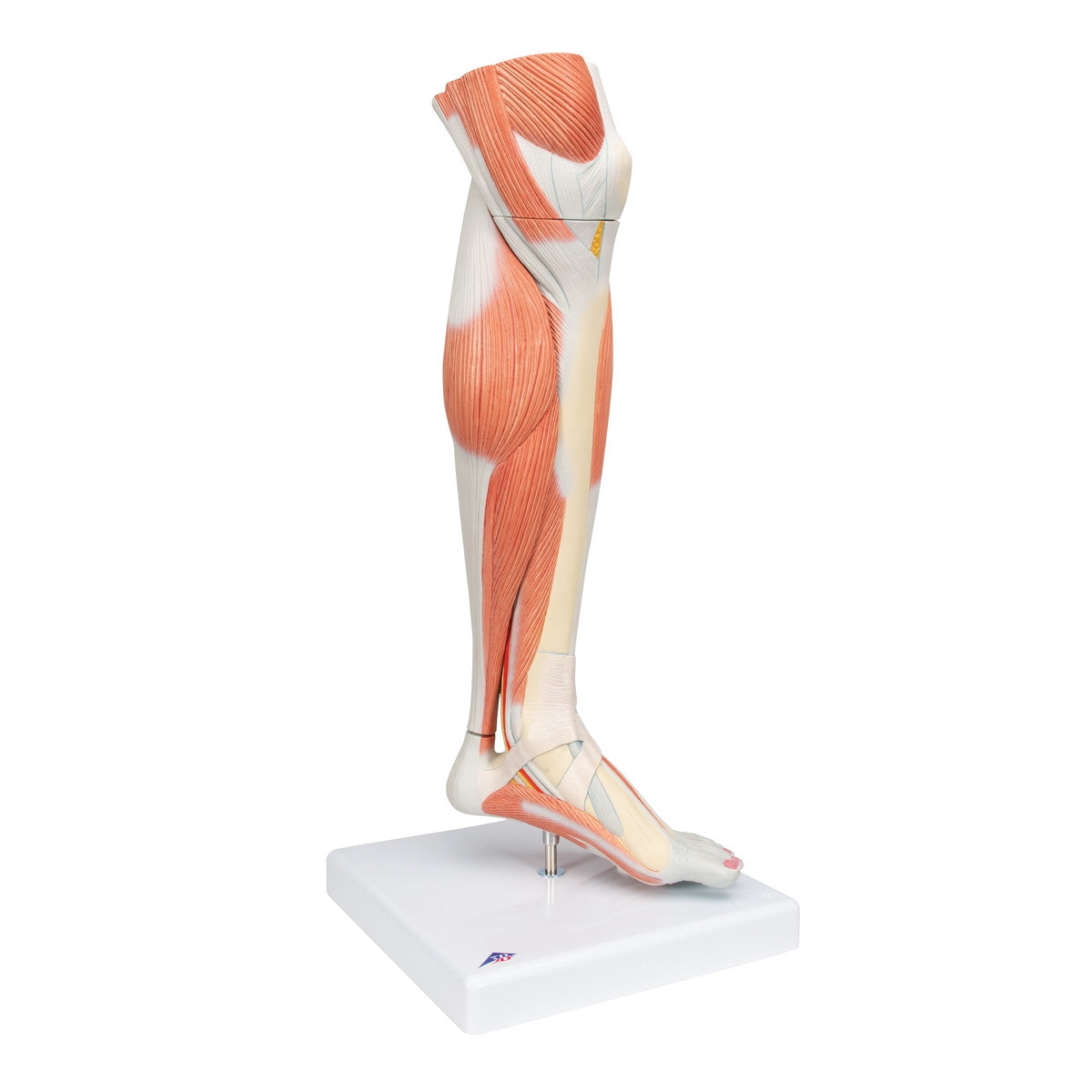 Lower Muscled Leg with Knee (3 part)