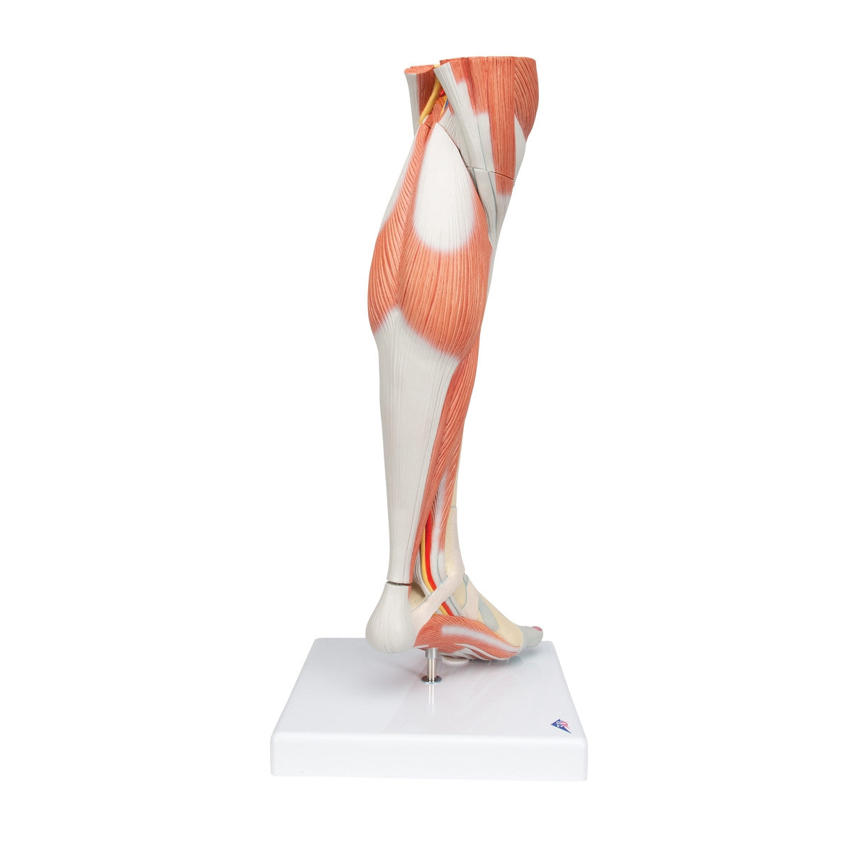 Lower Muscled Leg with Knee (3 part)