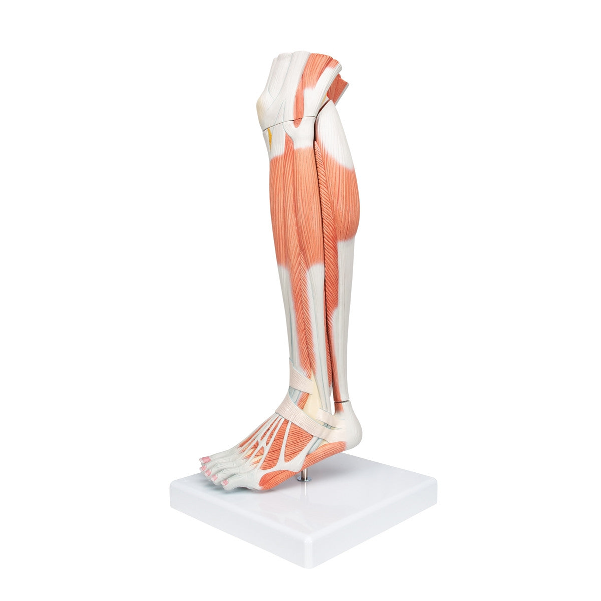 Lower Muscled Leg with Knee (3 part)