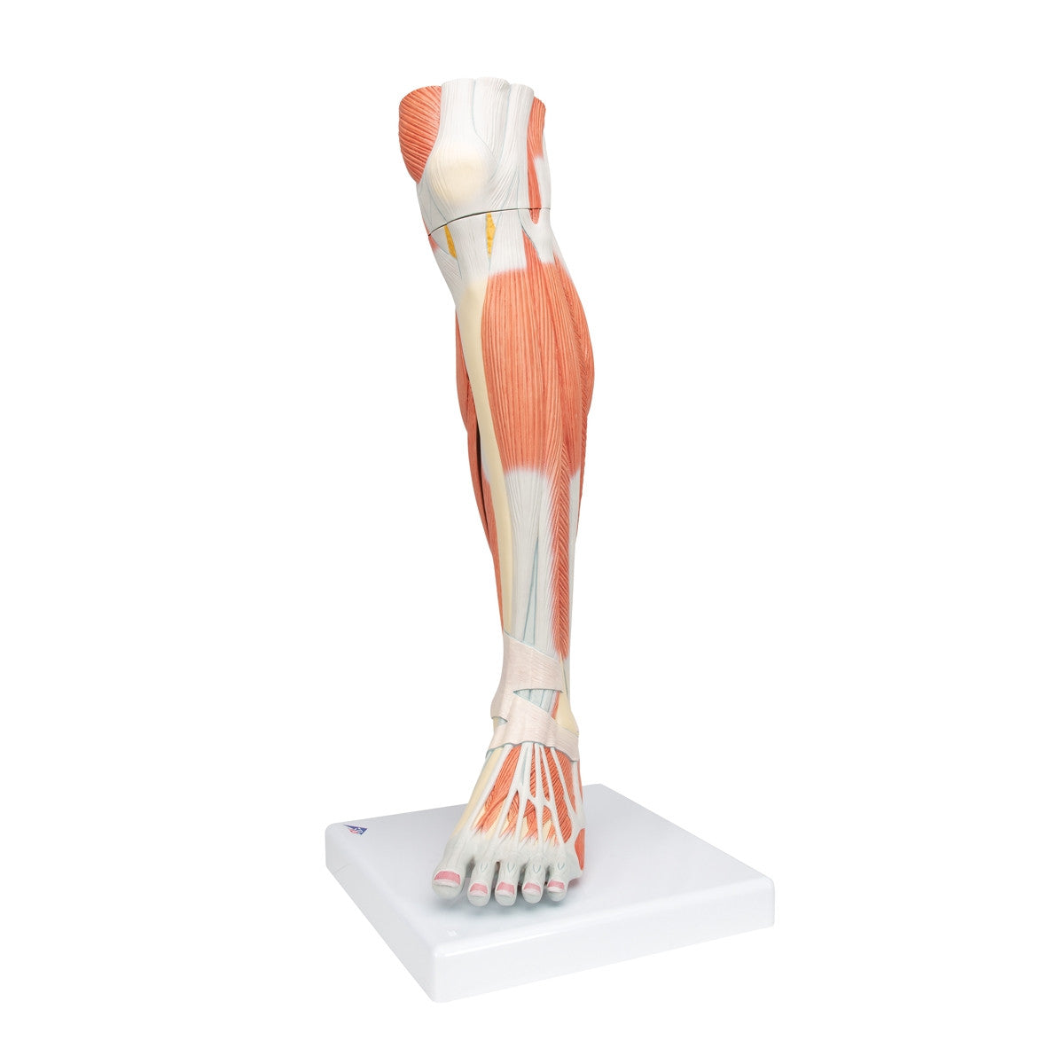 Lower Muscled Leg with Knee (3 part)
