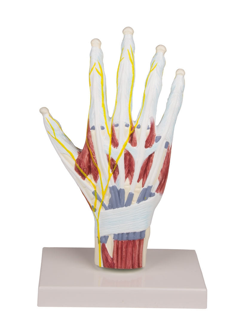 Hand Model with Muscles, Ligaments and Nerves