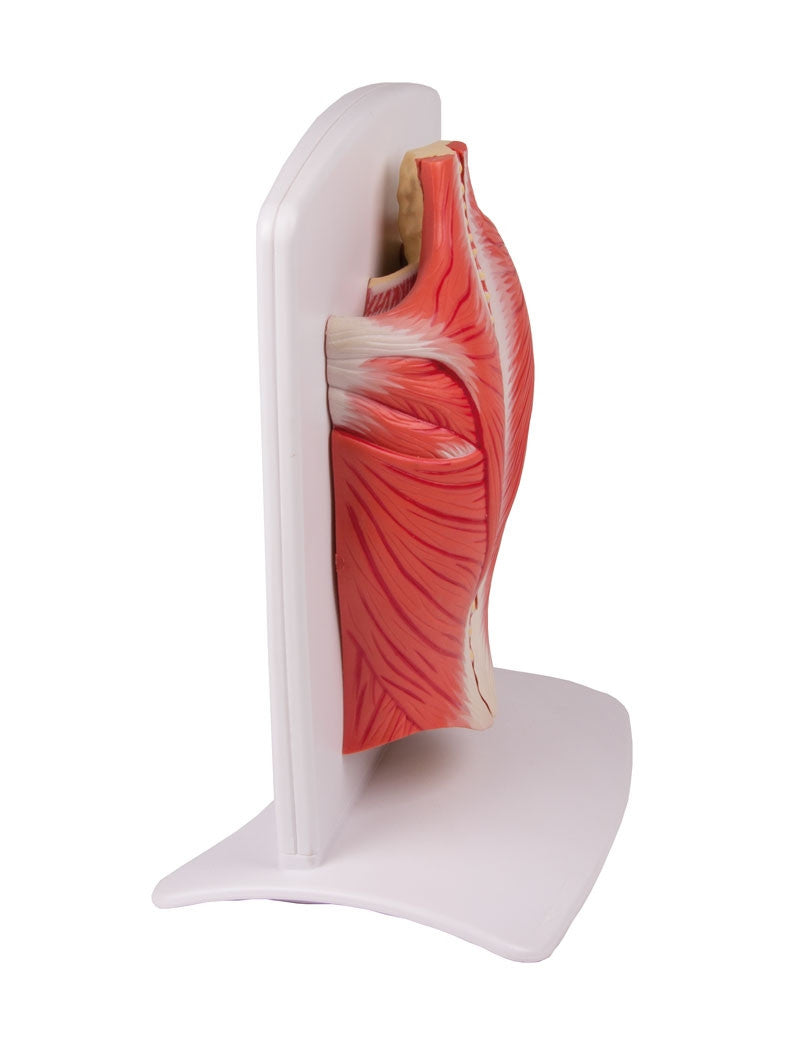 Back Muscles Model (4 part)
