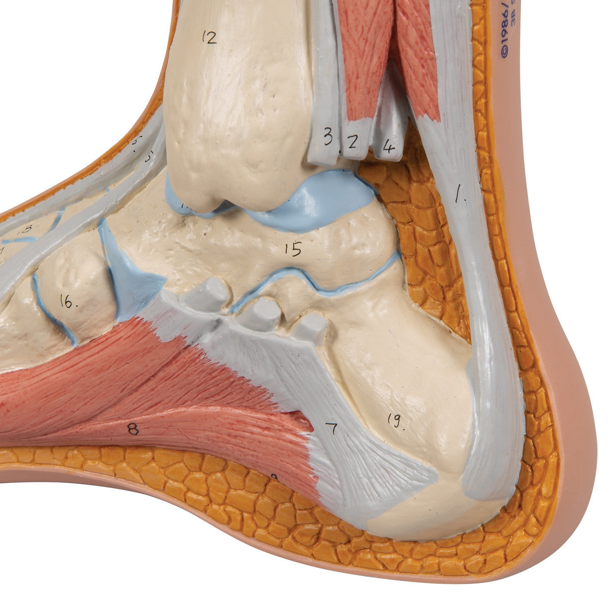 Normal Foot Model M30 / 1000354 | Feet Posture Anatomy | 3B Scientific ...