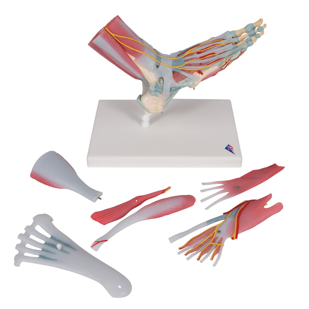 Foot Skeleton Model with Ligaments and Muscles (6 part)