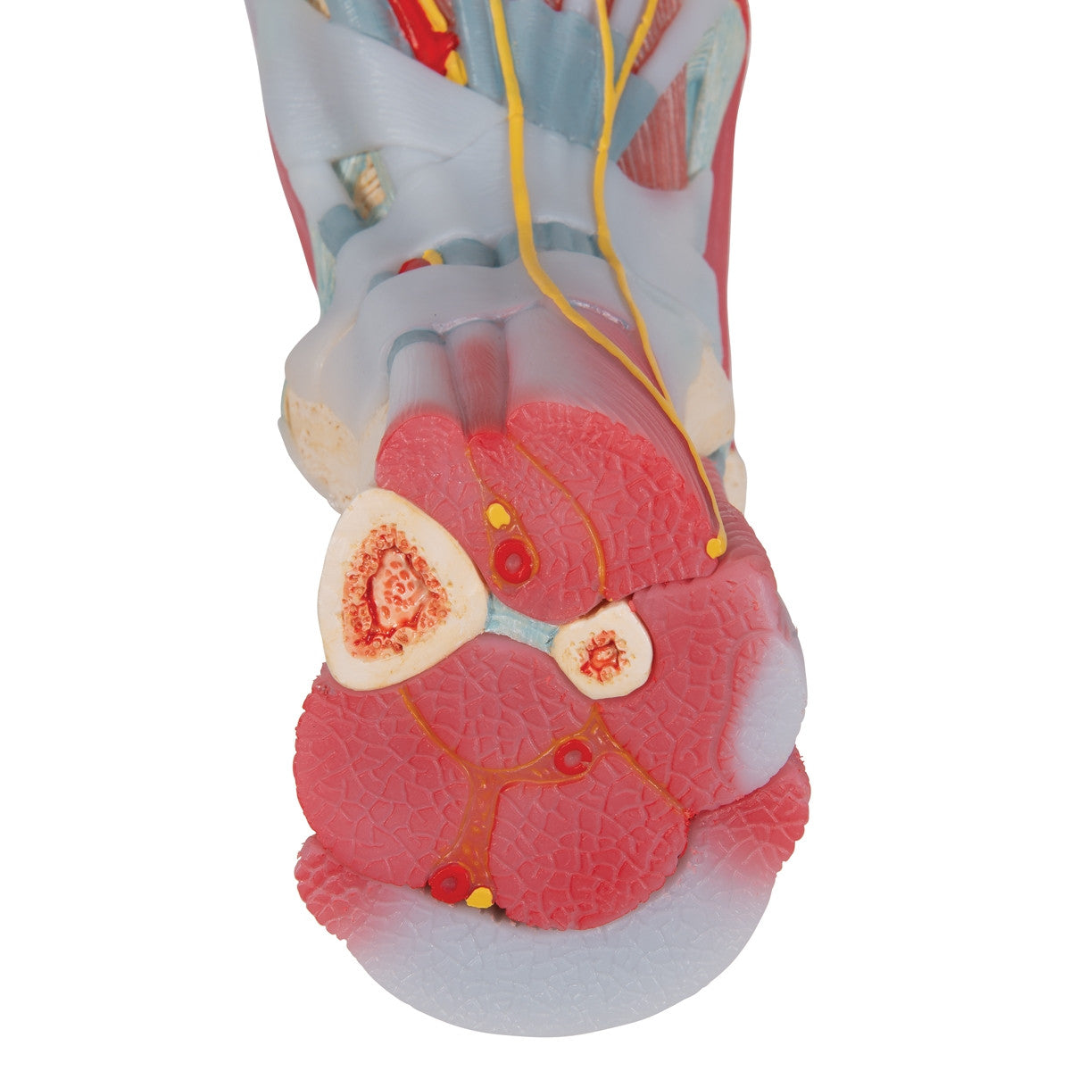 Foot Skeleton Model with Ligaments and Muscles (6 part)