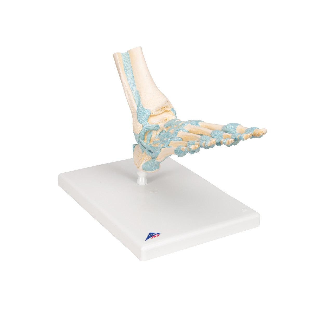 Foot Skeleton Model with Ligaments