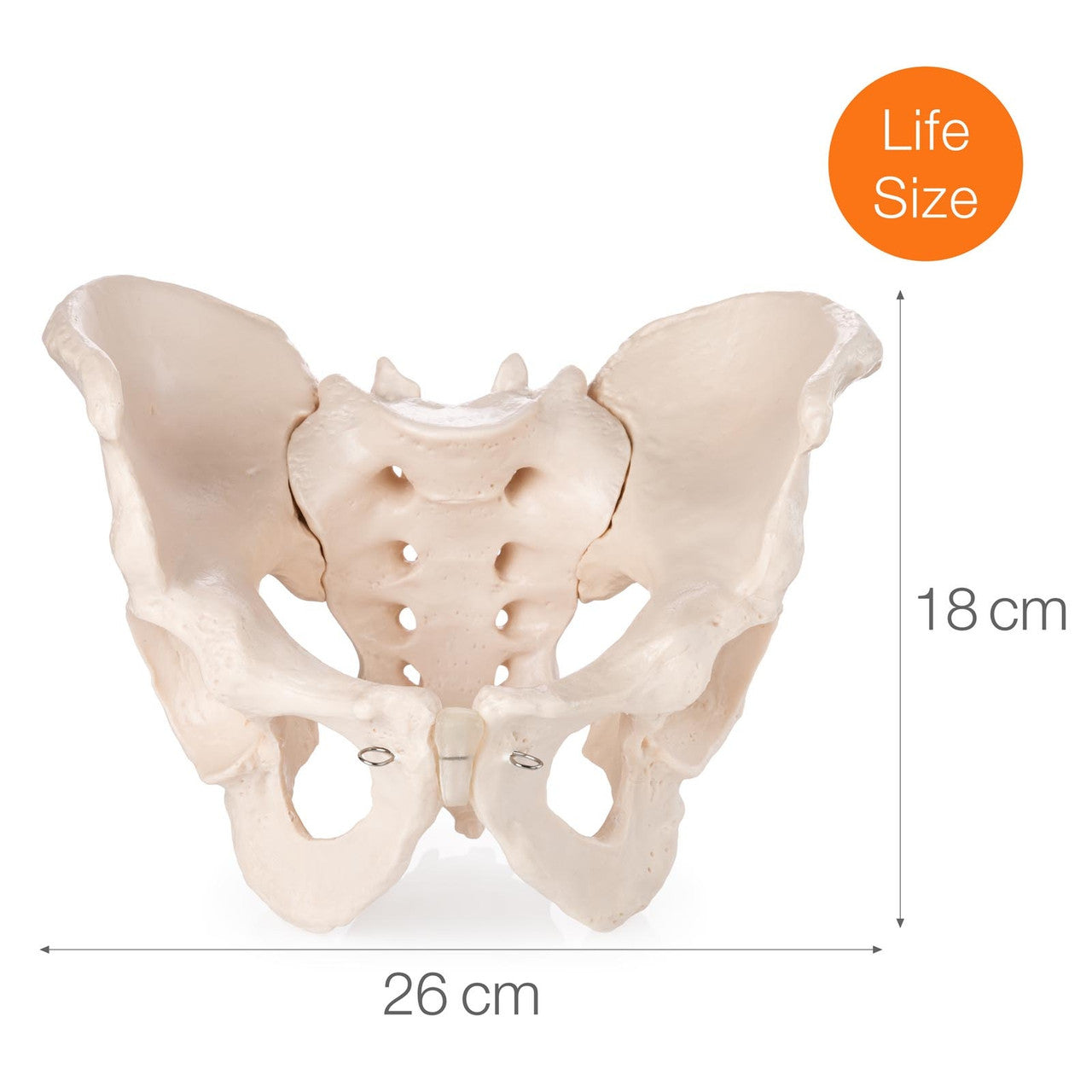 Budget Male Pelvis Model