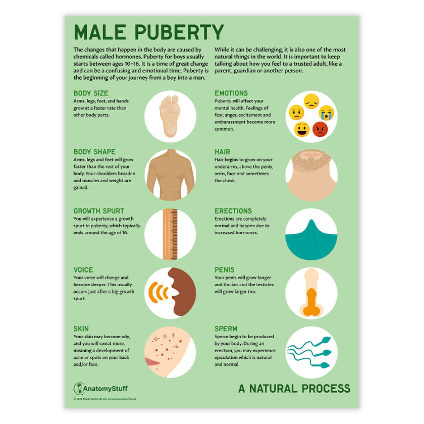 Male Puberty Chart / Poster