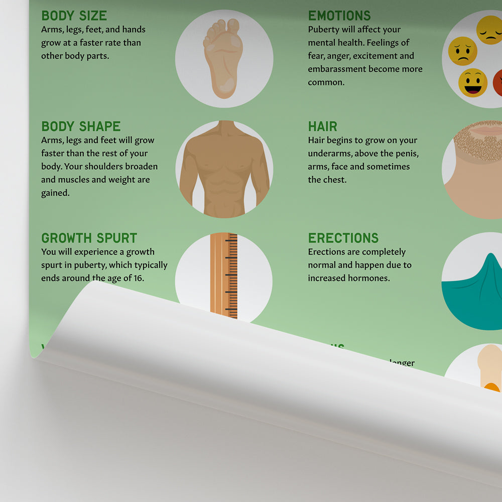 Male Puberty Chart / Poster - Part of Collection