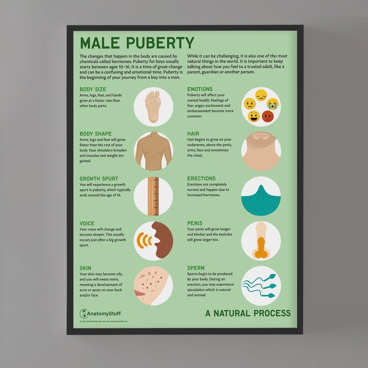 Male Puberty Chart / Poster - Part of Collection