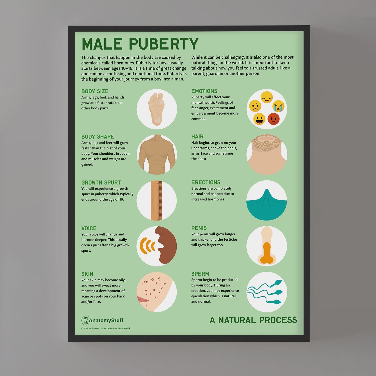 Male Puberty Chart / Poster - Part of Collection
