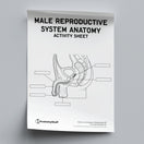 Switch Male Reproductive System Anatomy Activity Sheet PDF 2 image