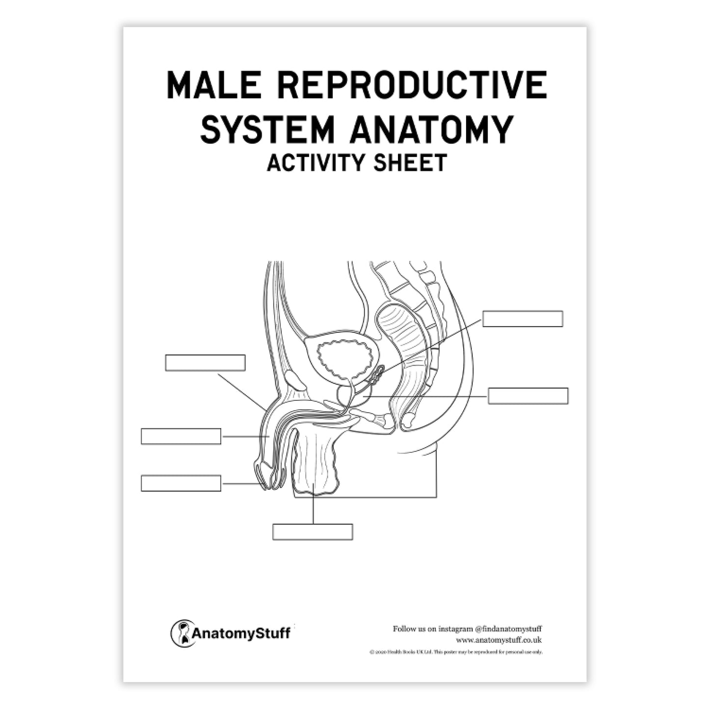 Male Reproductive System Anatomy Activity Sheet PDF