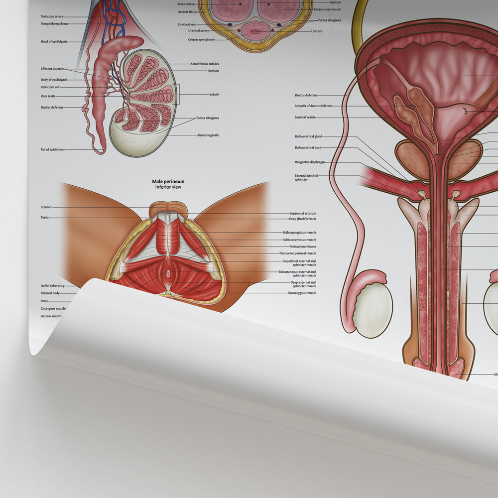 Male Reproductive Anatomy Chart / Poster - Part of Collection