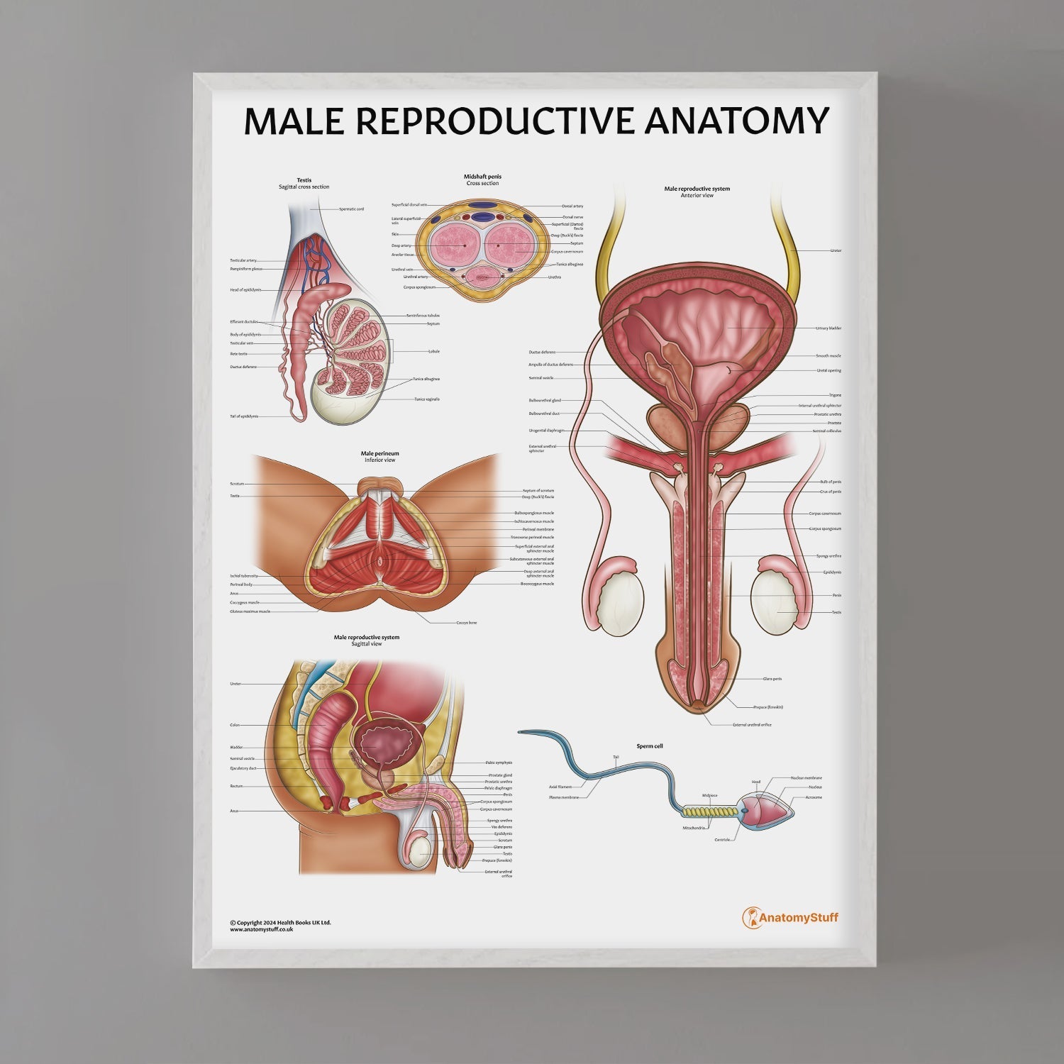 Male Reproductive Anatomy Chart / Poster - Part of Collection
